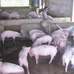 Cách chọn giống heo thịt để nuôi