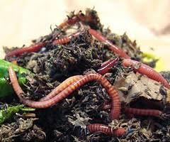 Nuôi trùn quế – Nuôi Giun