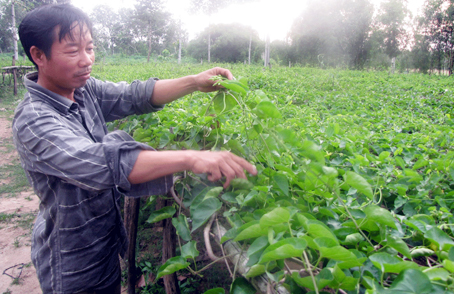 Trồng bông (hoa) Thiên Lý thương phẩm