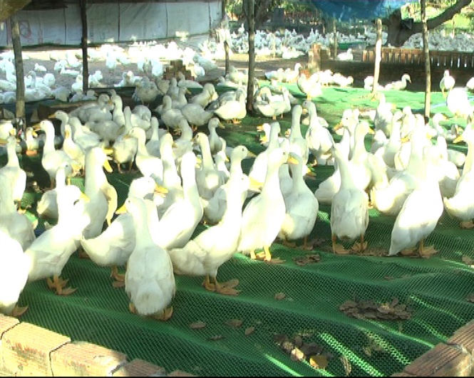 Thành công từ mô hình nuôi vịt trên sàn