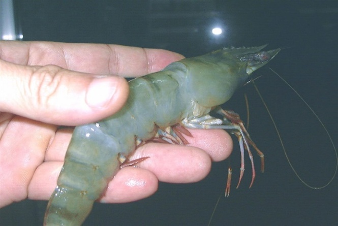 Nhận biết và xử lý tôm tạp chất