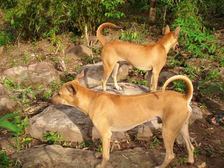 Phân biệt chó Phú Quốc và kinh nghiệm chăm – nuôi