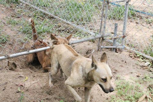 Phân biệt chó Phú Quốc và kinh nghiệm chăm – nuôi