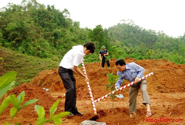 Kỹ thuật trồng bưởi theo quy trình VietGAP hiệu quả cao