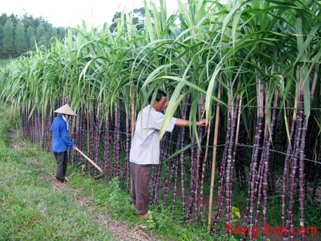 Kỹ thuật trồng Mía Đường Năng Suất Cao