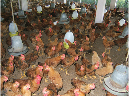 Mô hình chăn nuôi gà bán công nghiệp trên đệm lót sinh học tại Bến Tre