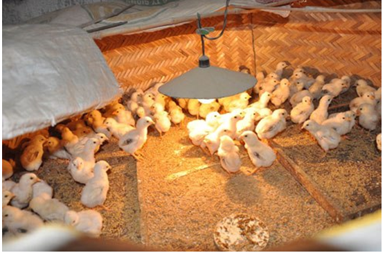 Mô hình chăn nuôi gà bán công nghiệp trên đệm lót sinh học tại Bến Tre