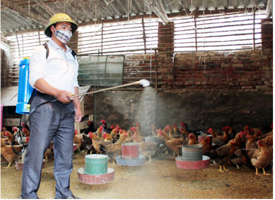 Mô hình chăn nuôi gà bán công nghiệp trên đệm lót sinh học tại Bến Tre