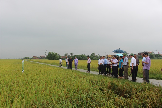 Một số giống lúa kháng bạc lá tốt
