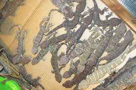 Nuôi tắc kè làm chơi ăn thật