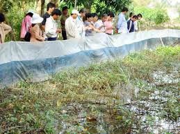 Nuôi tắc kè, dông, cua dồng, tép rong, các chạch làm giàu