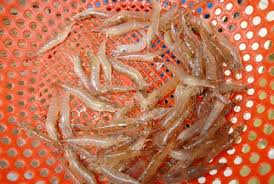 Nuôi tắc kè, dông, cua dồng, tép rong, các chạch làm giàu