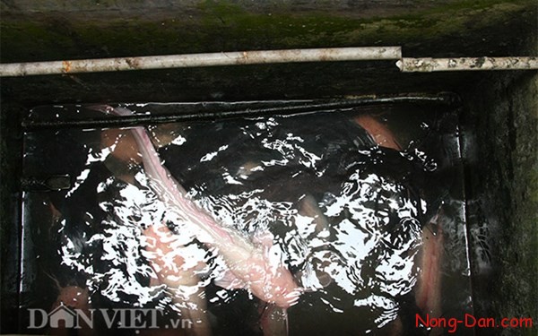 Thật không thể tin nổi: Trang trại mini trong nhà cao tầng giữa thủ đô Hà Nội