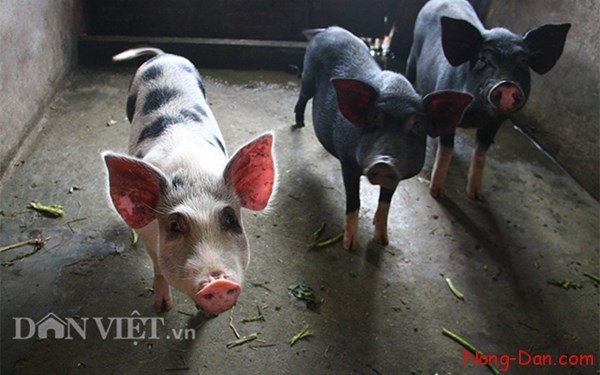 Thật không thể tin nổi: Trang trại mini trong nhà cao tầng giữa thủ đô Hà Nội