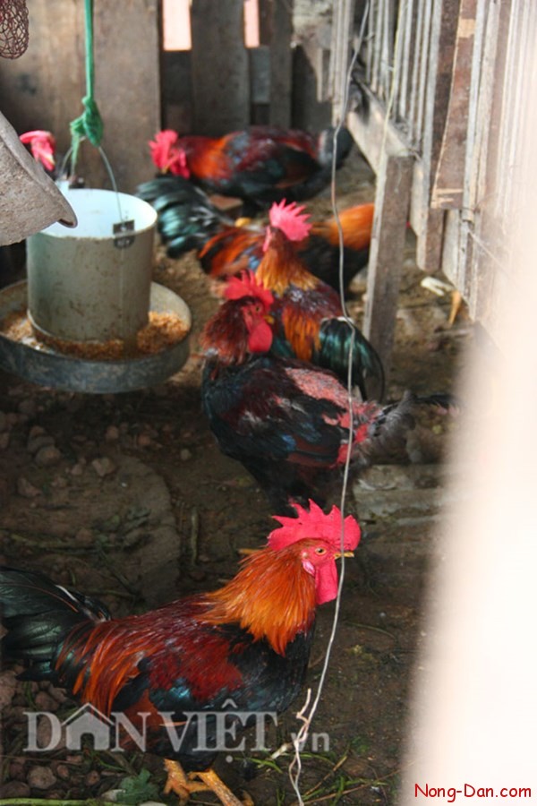 Thật không thể tin nổi: Trang trại mini trong nhà cao tầng giữa thủ đô Hà Nội