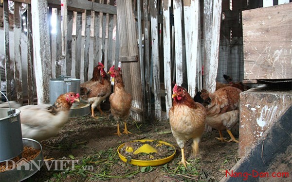 Thật không thể tin nổi: Trang trại mini trong nhà cao tầng giữa thủ đô Hà Nội