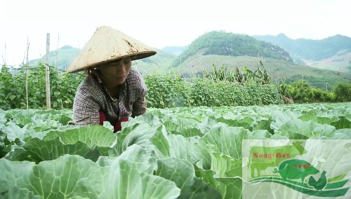 Nông dân Mộc Châu làm giàu từ trồng rau sạch