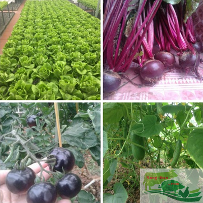 Trồng rau sạch thu 20 triệu đồng mỗi ngày