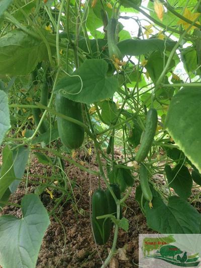 Nông dân Mộc Châu làm giàu từ trồng rau sạch