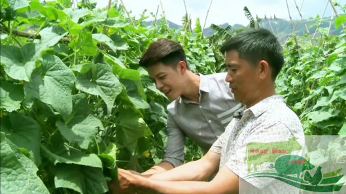 Nông dân Mộc Châu làm giàu từ trồng rau sạch