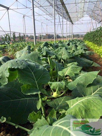 Trồng rau sạch thu 20 triệu đồng mỗi ngày