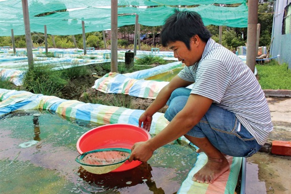Giàu lên nhờ ương cua giống, nhiều hộ lãi 15 - 20 triệu đồng/tháng