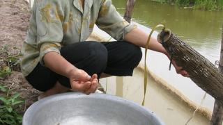 Kỹ thuật nuôi cá chạch đồng thương phẩm