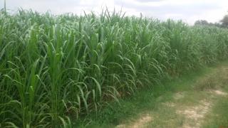 Trồng Cỏ VA06 nuôi bò – Cách Trồng Cỏ VA06 và cỏ Voi