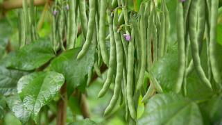 Cách trồng đậu cô ve leo an toàn