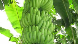 Kỹ thuật trồng chuối để nuôi gia súc