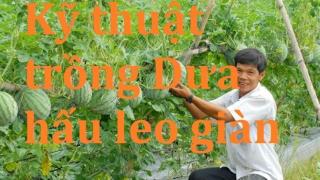Kỹ thuật trồng dưa hấu leo giàn năng suất cao
