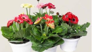 Kỹ thuật trồng hoa cúc đồng tiền