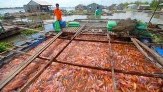 Nuôi cá Điêu Hồng (còn gọi là cá Rô phi đỏ)