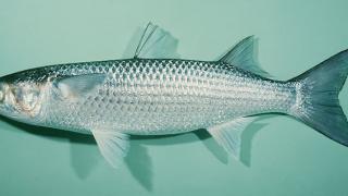 Kỹ Thuật nuôi ghép Tôm Cua và Cá Đối Mục trong Vuông Tôm