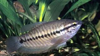 Kỹ thuật ương và nuôi cá sặc rằn thương phẩm