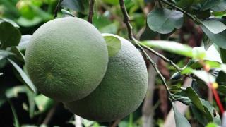 Kỹ thuật trồng bưởi theo quy trình VietGAP hiệu quả cao