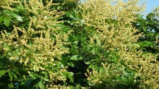 Cách xử lý nhãn da bò ra hoa