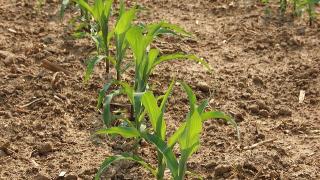 Kỹ thuật trồng bắp vụ hè thu