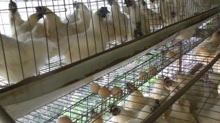 Nuôi gà ác đẻ trứng – Kỹ thuật nuôi gà ác