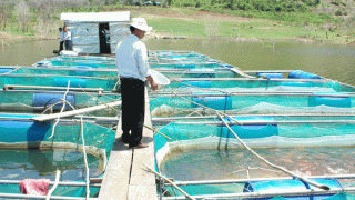 Nuôi cá lóc trong vèo lưới cho hiệu quả kinh tế cao