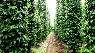 Cách nâng cao năng suất vườn Tiêu