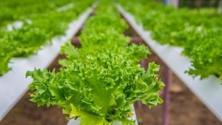 Các cách trồng rau thủy canh không cần đất