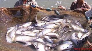 KỸ THUẬT NUÔI CÁ THÁT CƯỜM TRONG VÈO LƯỚI Ở KIÊN GIANG