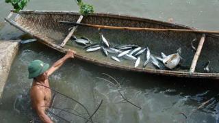 Nuôi cá đối mục, giải pháp tận dụng cho các vuông nuôi tôm bị bỏ hoang