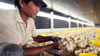 Nuôi gà ở trong nhà máy lạnh ở Lâm Đồng