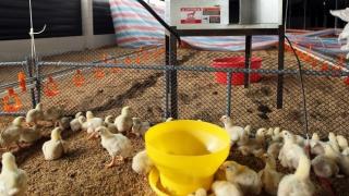 Mô hình chăn nuôi gà bán công nghiệp trên đệm lót sinh học tại Bến Tre