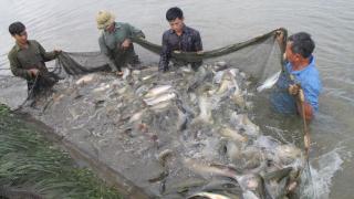 Kỹ thuật cải tạo ao nuôi cá nước ngọt