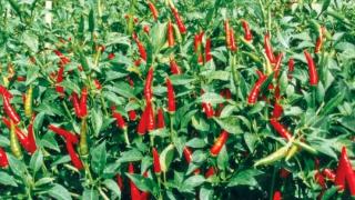 Kỹ thuật Trồng Ớt Hiệu Quả Nhất