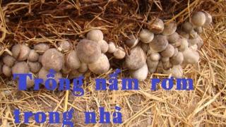 Kỹ thuật trồng nấm rơm trong nhà hiệu quả cao