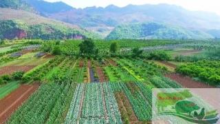 Nông dân Mộc Châu làm giàu từ trồng rau sạch